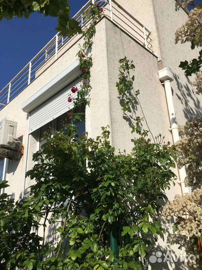 Роза Хью Диксон (Hugh Dickson)