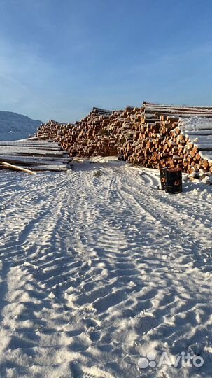 Лес кругляк сосна