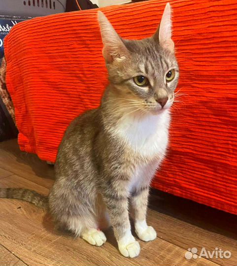 Кошечка Грейс из гаражей. Принцесса ждёт чудо