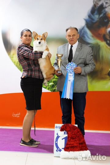 Профессиональный хендлер