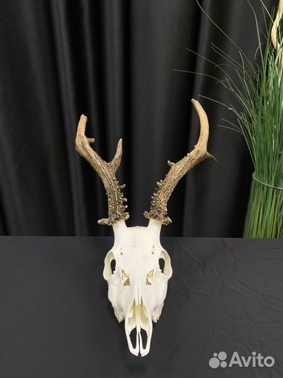 Череп косули