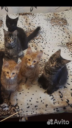 Котята мейн-кун