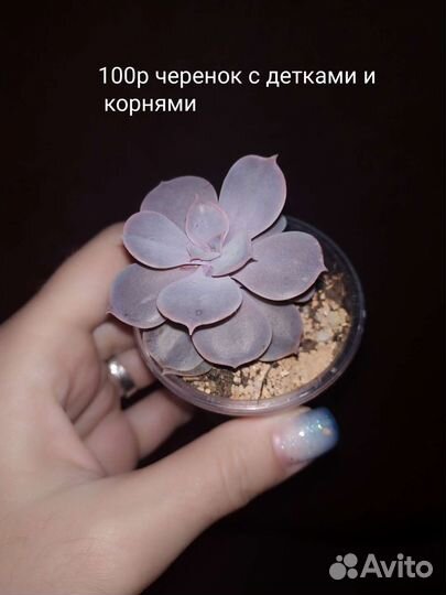 Суккуленты (черенки с детками)