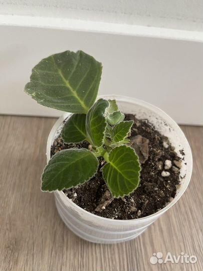 Глоксиния махровая