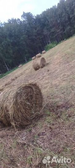 Сено в рулонах