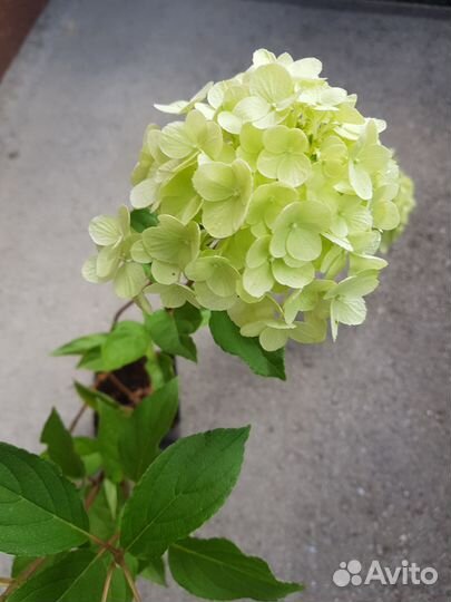 Гортензия метельчатая