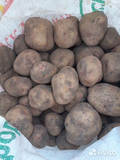 Картофель