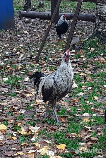 Петушки породы Феникс