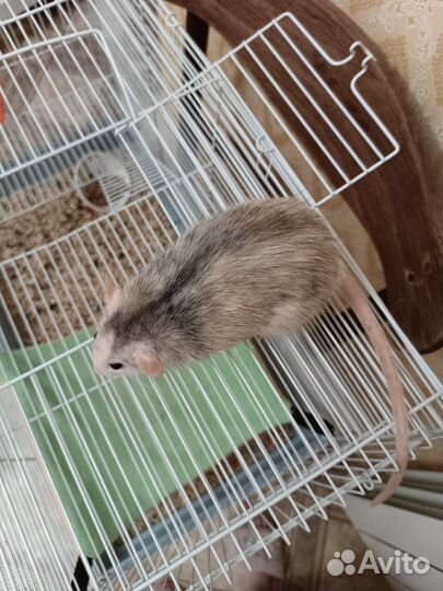 Крыса девочка