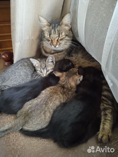 Котята в добрые руки