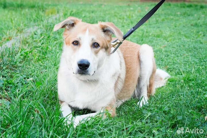 Отличный молодой пес Бимка в дар 1 год