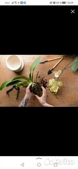 Комнатные растения пересадка