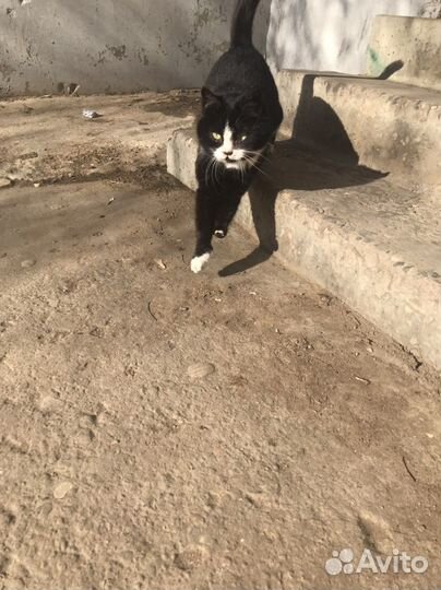 Кошка в дар