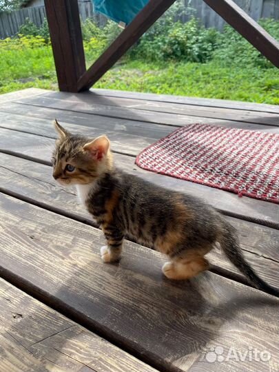 Котенок девочка