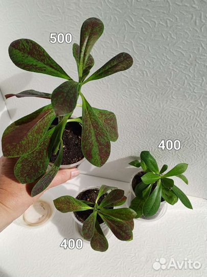 Молочай Синадениум Рубра