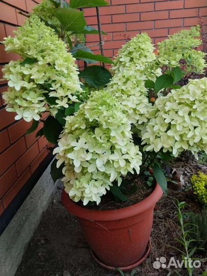 Гортензия метельчатая Скайфолл