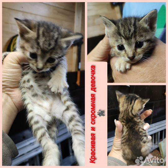 Кошка в дар бесплатно