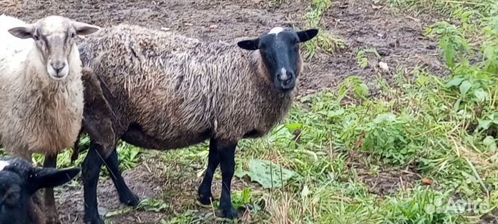 Овцы бараны