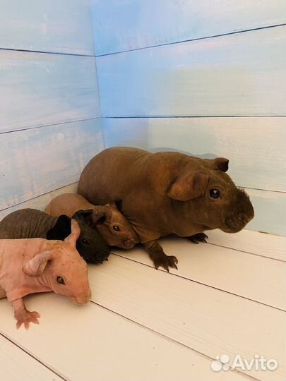 Морские свинки скинни мальчики