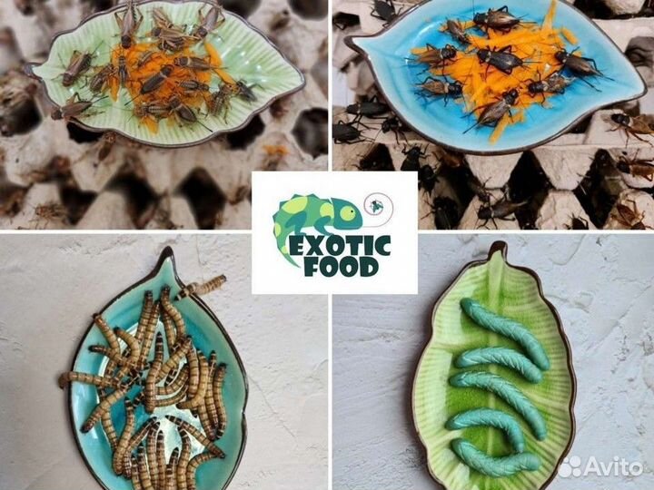 Кормовые насекомые