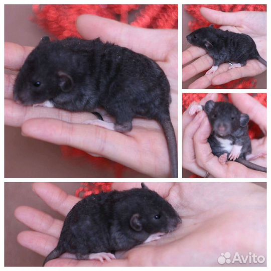 Декоративные крысы, крысята из питомника