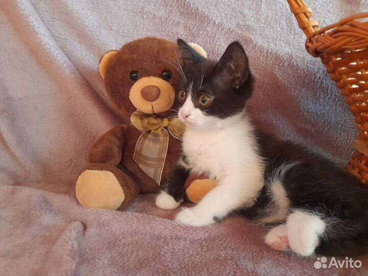 Три девочки крысоловки 1.5 мес