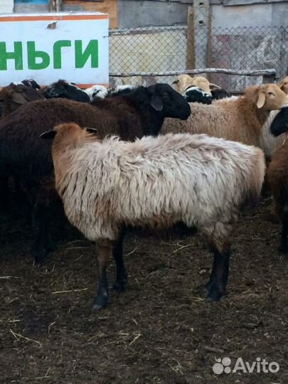 Ярки,овечки на мясо племяные курдючные бараны на к