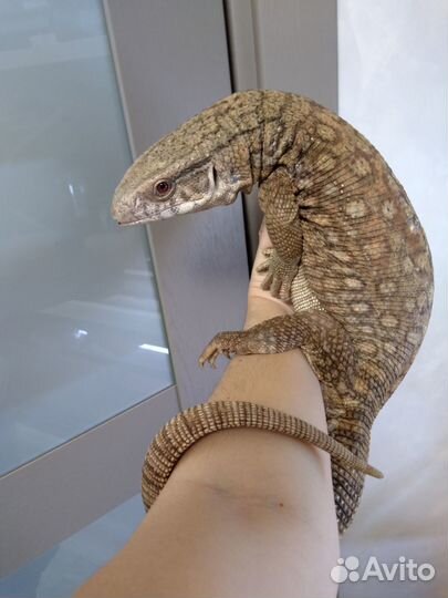 Капская ящерица