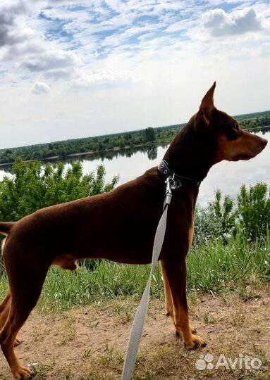 Вязка немецкий пинчер