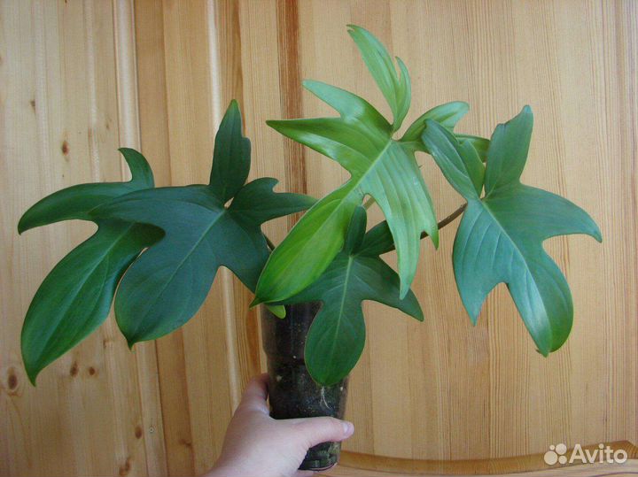 Филодендроны сортовые