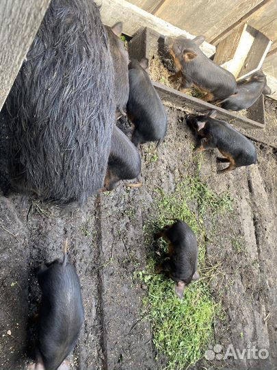 Дикий кабан