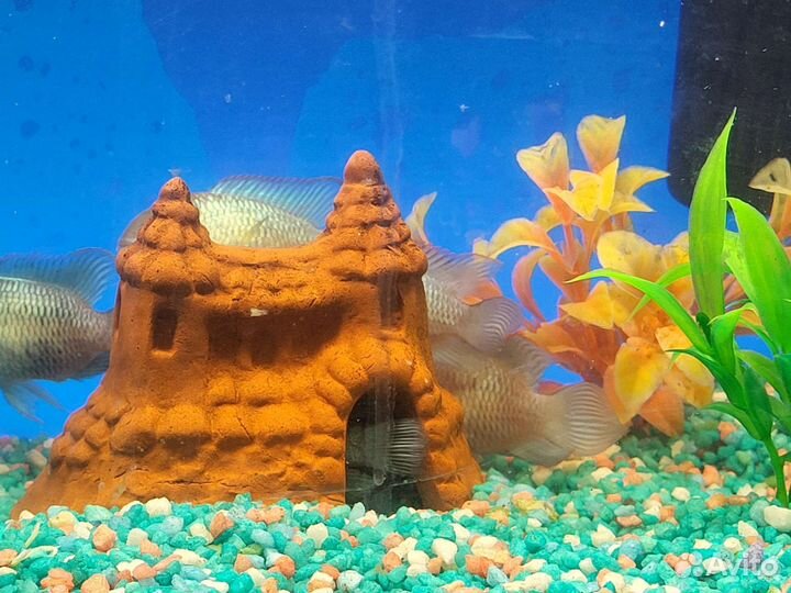 Аквариум 33л нанакары можно отдельно