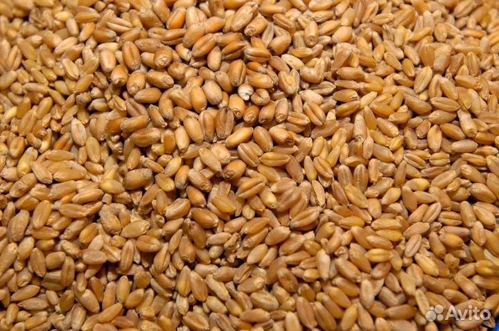 Пшеница дружба