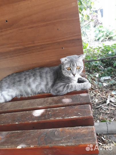 Шотландская