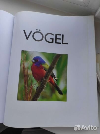 Книга Vogel птицы