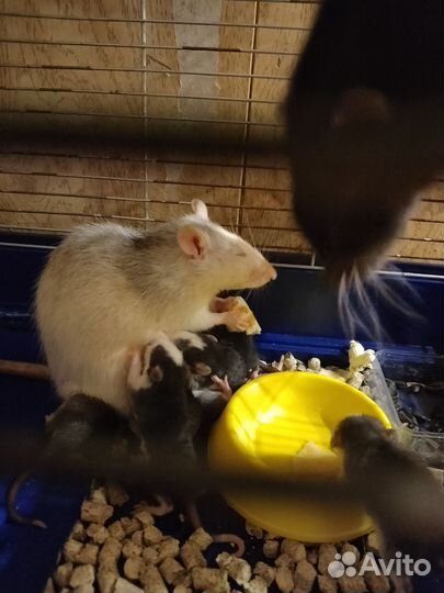 Крысята