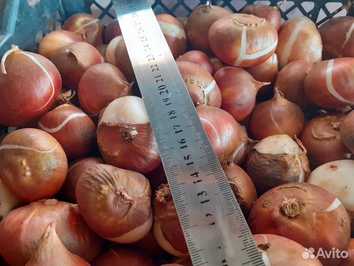 Луковицы тюльпанов