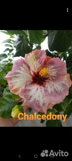 Флоридский гибискус Chalcedony