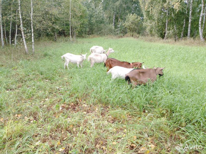 Козлы, козы, козлята