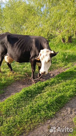 Корова стельная