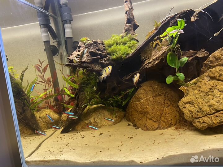 Аквариум