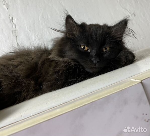 Британская кот