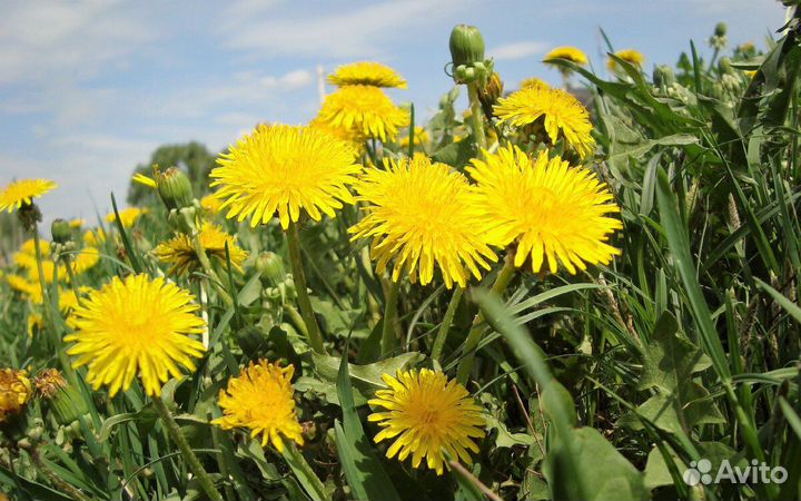 Одуванчик (семена)