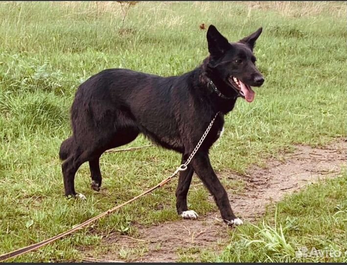 Собака в добрые руки метис