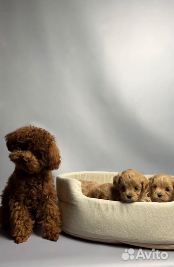 Вязка тикап той пудель red brown