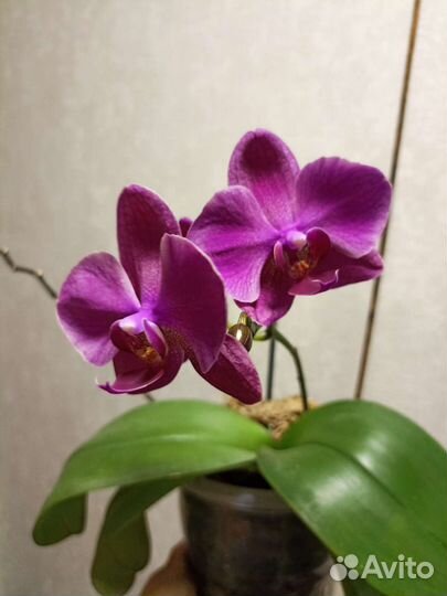 Орхидея фаленопсис
