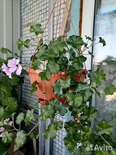 Комнатные цветы