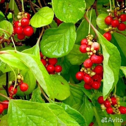 Лимонник саженцы