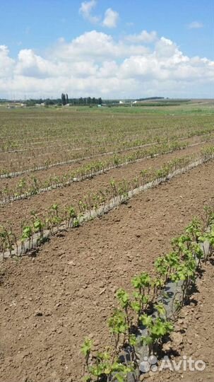 Саженцы винограда