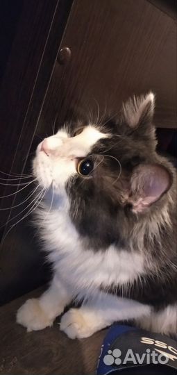 Курильский бобтейл вязка